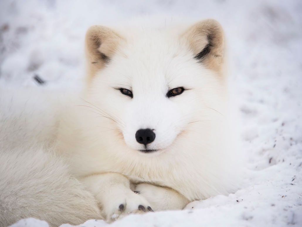 Polarfuchs
